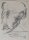 Fritz Zalisz - Studie zu einer Porträtbüste (Grete Krumbein) - Bleistift - 1920